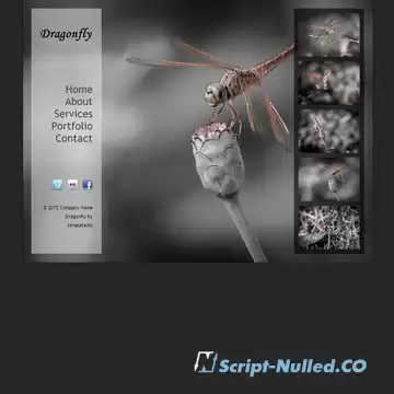 Dragonfly Template